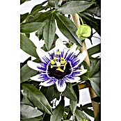 Passiflora caerulea in Sorten 2