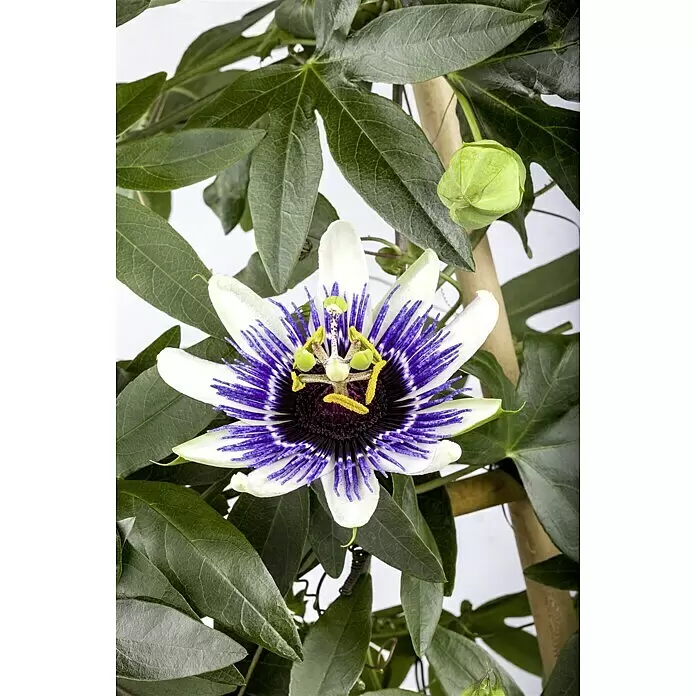 Piardino Passionsblume - Passiflora caerulea, Blütenfarbe: Blau/Weiß - Stimmungsaufnahme