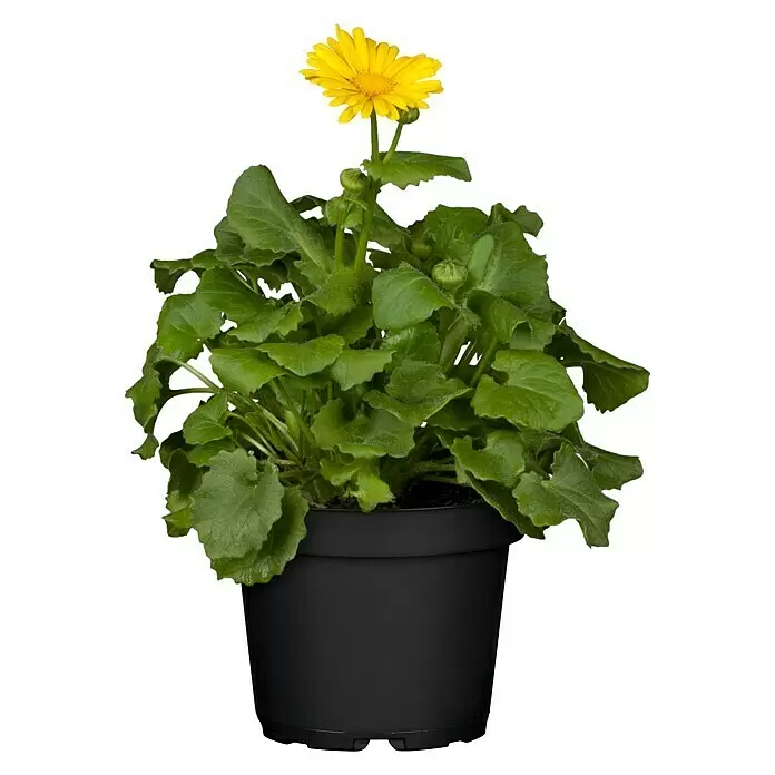 Piardino Gämswurz - Doronicum orientale, Gelb, 13 cm - Vorderansicht
