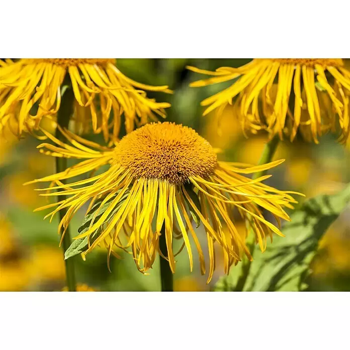 Piardino Gämswurz - Doronicum orientale, Gelb, 13 cm - Stimmungsaufnahme