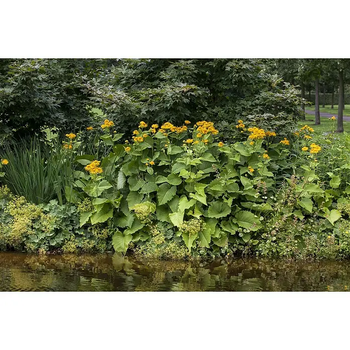 Piardino Gämswurz - Doronicum orientale, Gelb, 13 cm - Gelbe Blüten und grüne Blätter am Ufer eines ruhigen Gewässers. Schöne Uferbepflanzung mit üppigen Blättern.