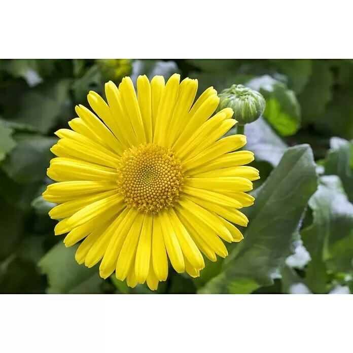 Piardino Gämswurz - Doronicum orientale, Gelb, 13 cm - Stimmungsaufnahme