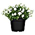 Piardino Glockenblume 