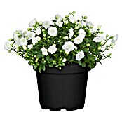 Campanula haylodgensis 11 White Wonder w