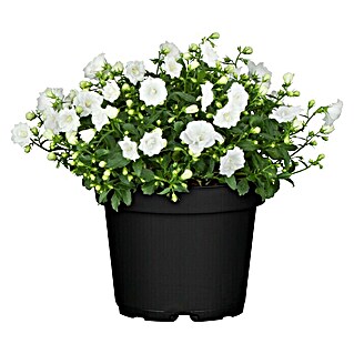 Piardino Glockenblume (Campanula haylodgensis 'White Wonder', Topfgröße: 11 cm, Weiß)
