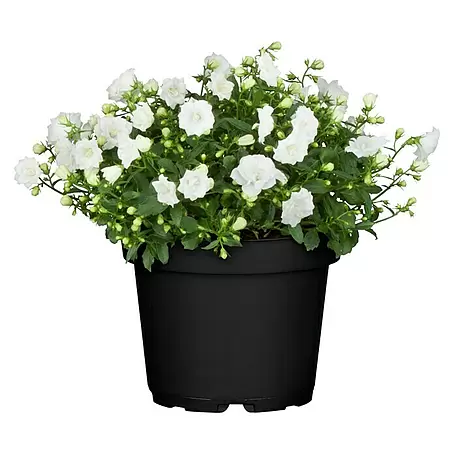 Piardino  Glockenblume