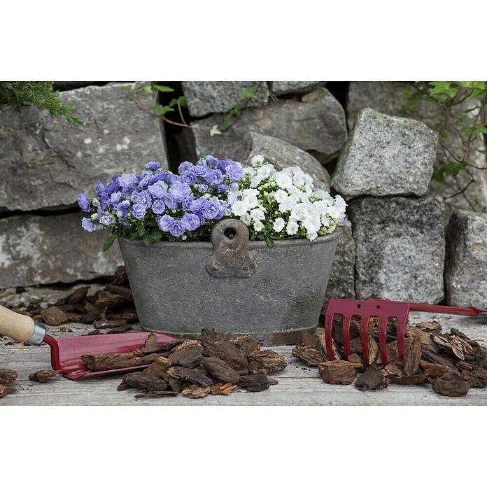 Campanula haylodgensis 11 White Wonder w