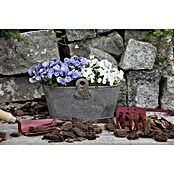 Campanula haylodgensis 11 White Wonder w