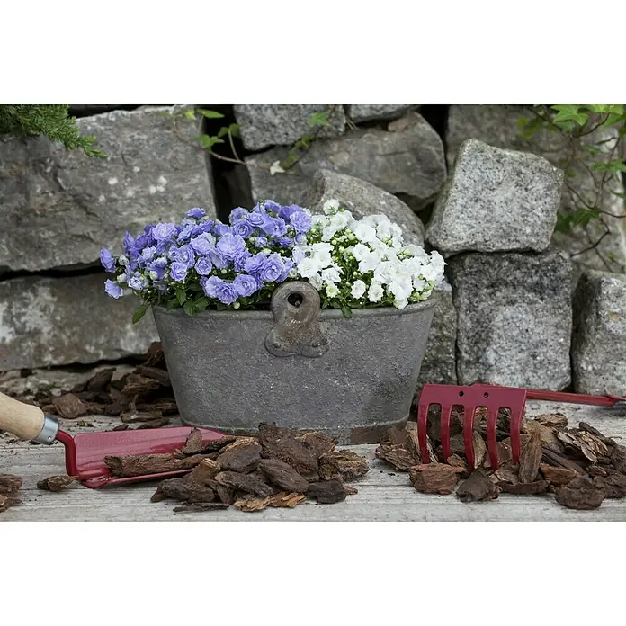 Piardino Glockenblume - Campanula haylodgensis 'White Wonder', Topfgröße: 11 cm, Weiß - Blumen in einem Eimer mit Gartenwerkzeugen. Der Eimer ist mit lila und weißen Blumen gefüllt und steht auf einer Holzoberfläche.