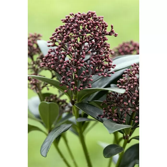 Piardino Japanische Blütenskimmie - Skimmia japonica 'Rubella', Topfgröße: 13 cm, Rot - Stimmungsaufnahme