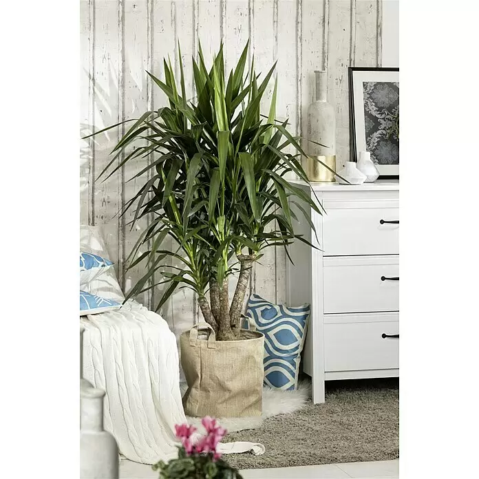 Piardino Palmlilie - Yucca elephantipes, Topfvolumen: 32 l - Stimmungsaufnahme