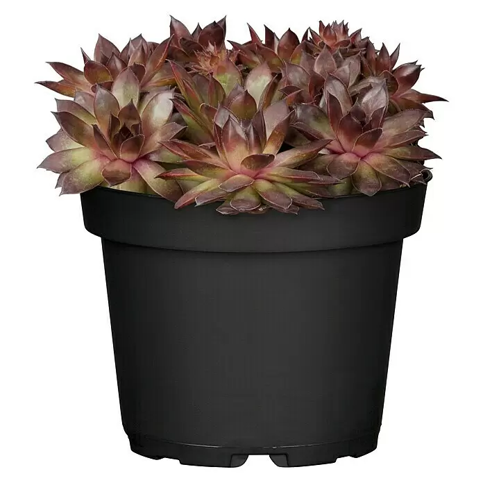 Piardino Hauswurz - Sempervivum in Sorten, Topfgröße: 9 cm, Grün/Braun/Rot - Vorderansicht