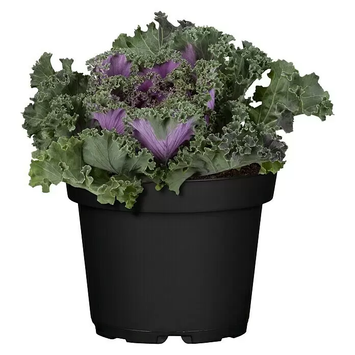 Zierkohl im Set - 3 Stk., Brassica, Topfgröße: 12 cm - Vorderansicht
