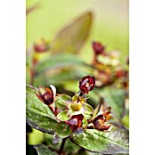 Hypericum 12 i.S. gelb