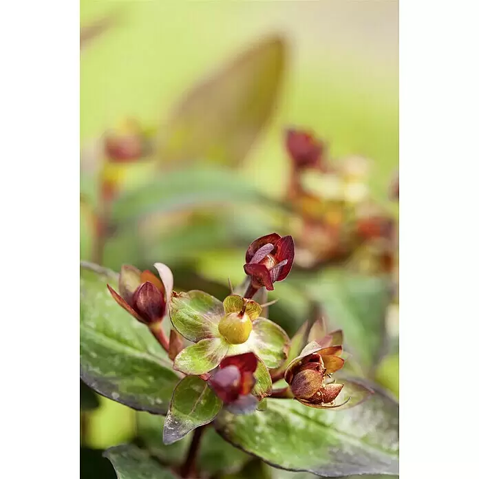 Piardino Johanniskraut - Hypericum in verschiedenen Sorten, Topfgröße: 11 cm - Stimmungsaufnahme