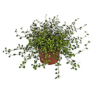 Piardino Drahtwein (Muehlenbeckia complexa, Topfgröße: 11 cm)