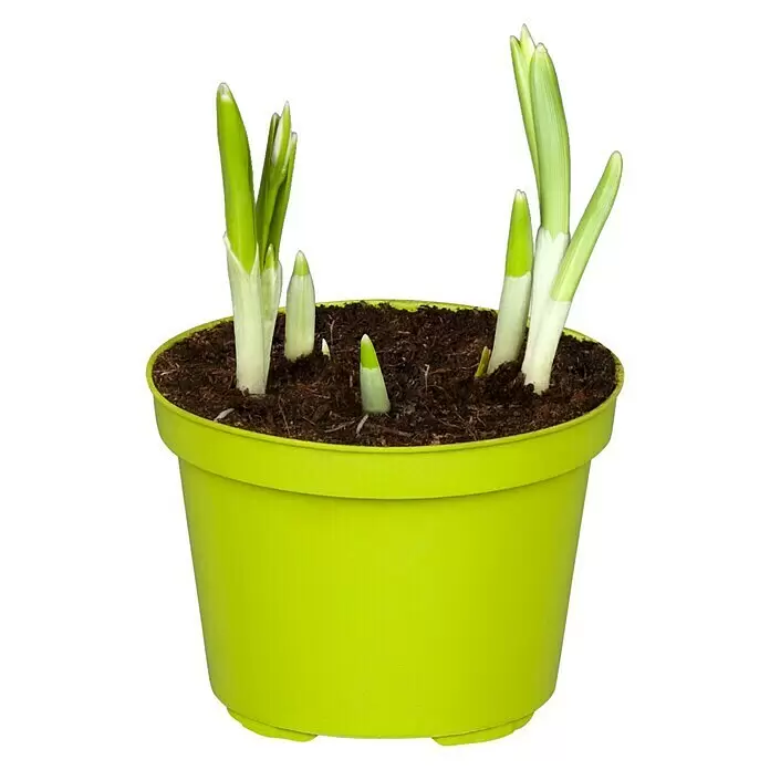 Piardino Frühlingsblumenzwiebeln Schneeglöckchen - Galanthus nivalis - Vorderansicht