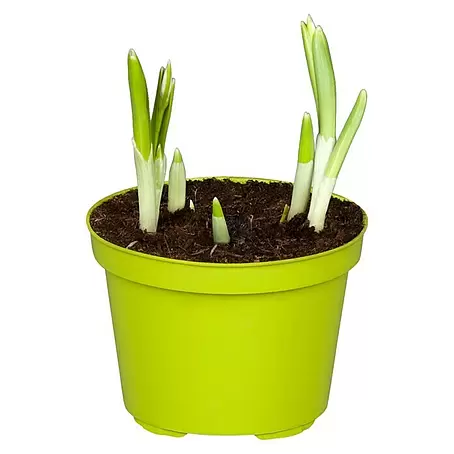 Piardino  Frühlingsblumenzwiebeln Schneeglöckchen