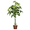 Piardino Pachira (Pachira aquatica, Tamaño de maceta: 21 cm) | BAUHAUS