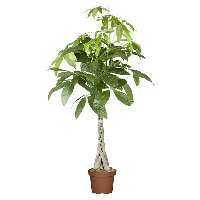 Piardino Glückskastanie - Stamm geflochtenPachira aquatica, Topfgröße: 21 cm