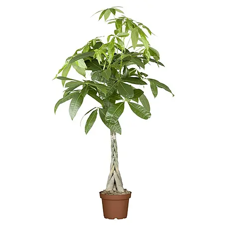 Piardino  Pachira