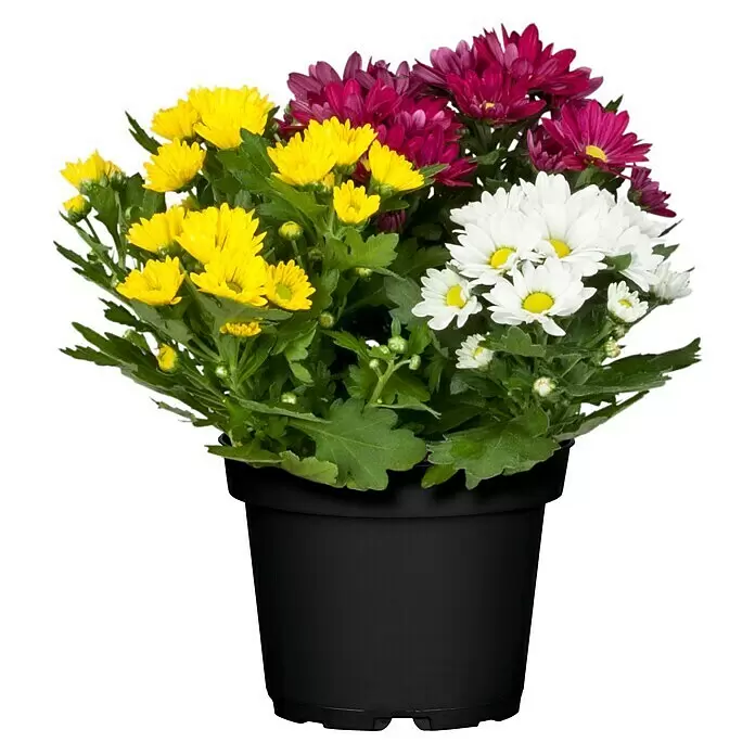 Piardino Herbst-Chrysantheme - Chrysanthemum indicum, Topfgröße: 12 cm, Sortenabhängig - Vorderansicht