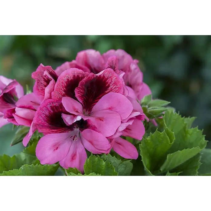 Piardino Englische Geranie - Pelargonium grandiflorum, Topfgröße: 13 cm, Sortenabhängig - Nahaufnahme einer blühenden Geranie mit leuchtend pinkfarbenen Blütenblättern und dunklen burgunderroten Akzenten vor üppigem Grün.