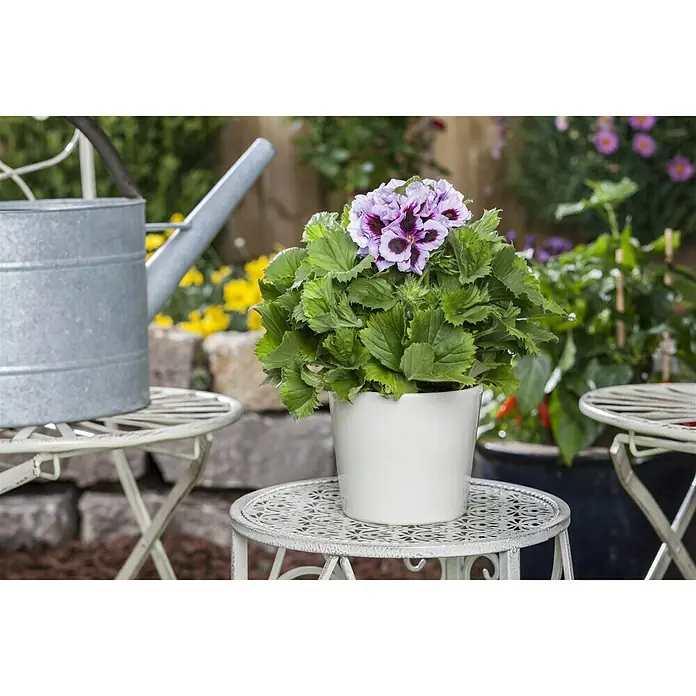 Piardino Englische Geranie - Pelargonium grandiflorum, Topfgröße: 13 cm, Sortenabhängig - Nahaufnahme einer Geranie im Topf mit lila Blüten, die auf einem Gartentisch steht, mit Gießkanne im Hintergrund.