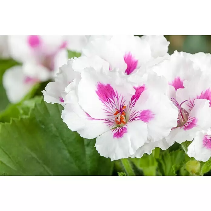 Piardino Englische Geranie - Pelargonium grandiflorum, Topfgröße: 13 cm, Sortenabhängig - Stimmungsaufnahme