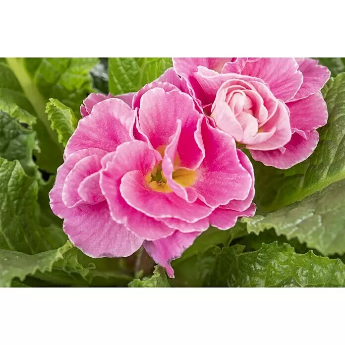 Piardino Primel - Primula vulgaris 'Dreamer', Topfgröße: 10 cm, Blütenfarbe sortenabhängig - Leuchtend rosa gefüllte Primel mit Rüschenblüten und üppig grünen Blättern.
