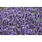 Lavandula angustifolia 12