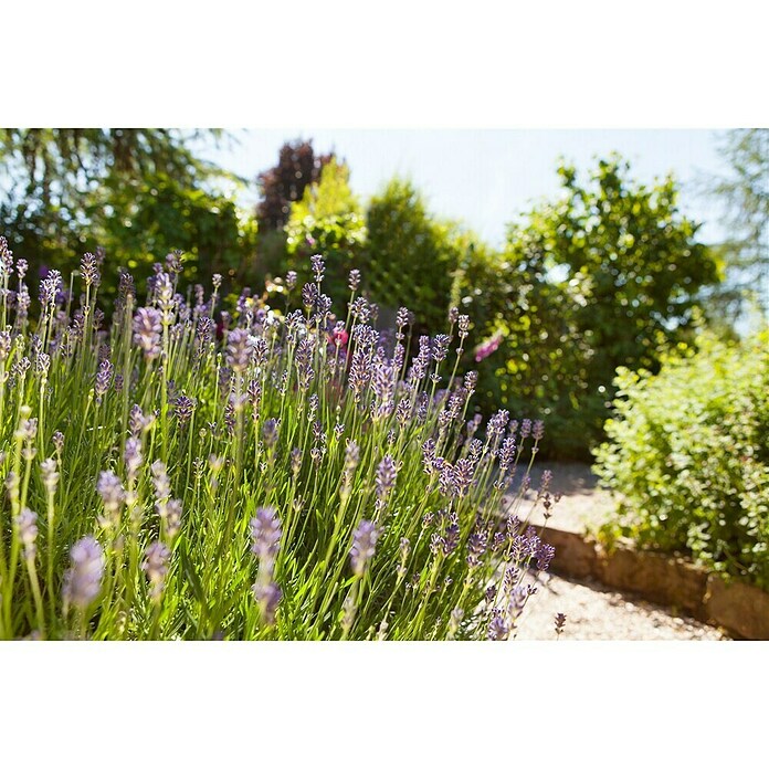 Lavandula angustifolia 12