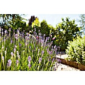 Lavandula angustifolia 12