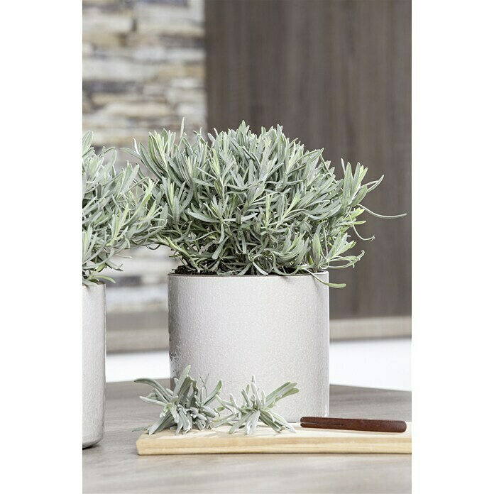 Lavandula angustifolia 12