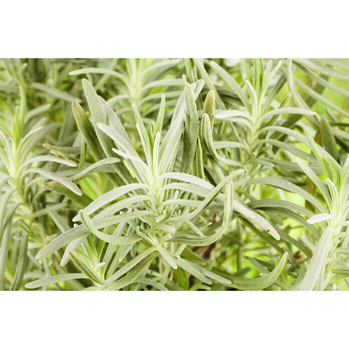 Lavandula angustifolia 12