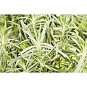 Lavandula angustifolia 12