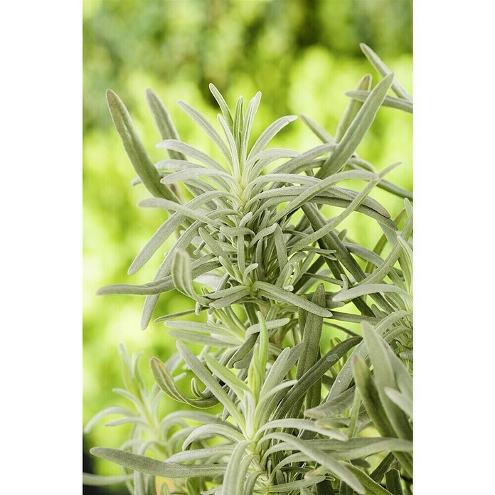 Lavandula angustifolia 12