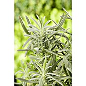 Lavandula angustifolia 12