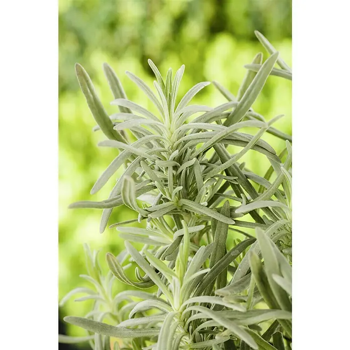Piardino Lavendel - Lavandula angustifolia, Topfgröße: 12 cm, Weiß - Nahaufnahme einer Lavendelpflanze mit länglichen, silbrigen Blättern vor einem unscharfen grünen Hintergrund.