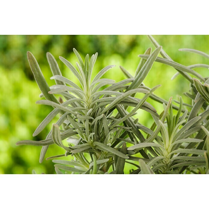 Lavandula angustifolia 12