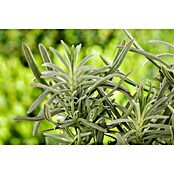 Lavandula angustifolia 12