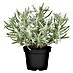 Piardino Lavendel 