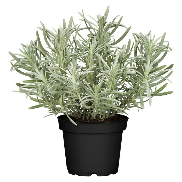 Lavandula angustifolia 12