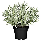 Lavandula angustifolia 12