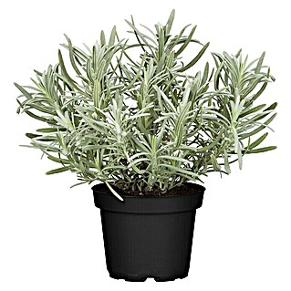 Piardino Lavendel (Lavendula angustifolium, Topfgröße: 12 cm, Lavendelblau)