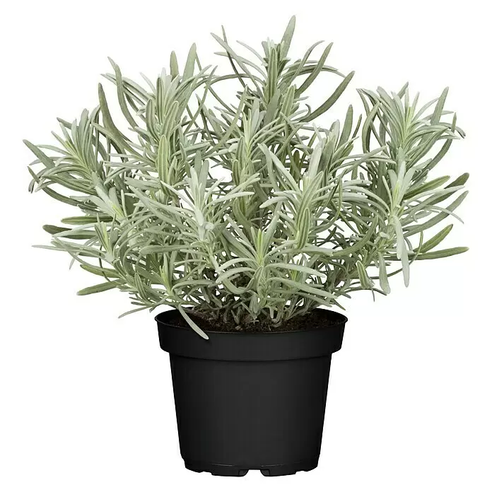 Piardino Lavendel - Lavandula angustifolia, Topfgröße: 12 cm, Weiß - Vorderansicht