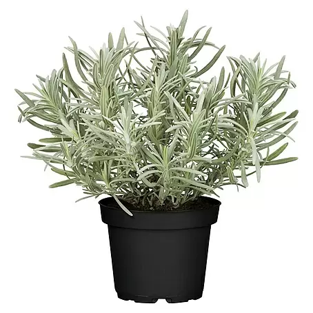 Piardino  Lavendel