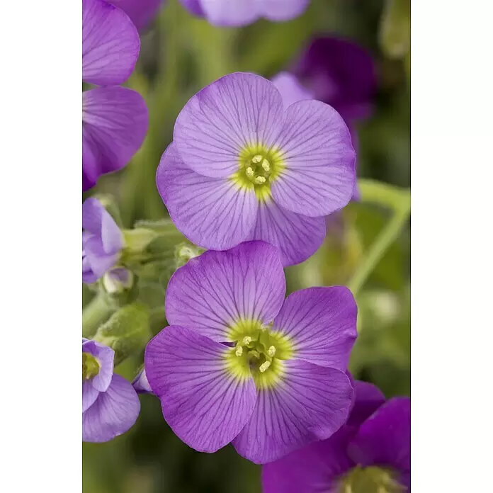 Piardino Blaukissen - Aubrieta x cultorum, Violett, Topfgröße: 13 cm - Stimmungsaufnahme