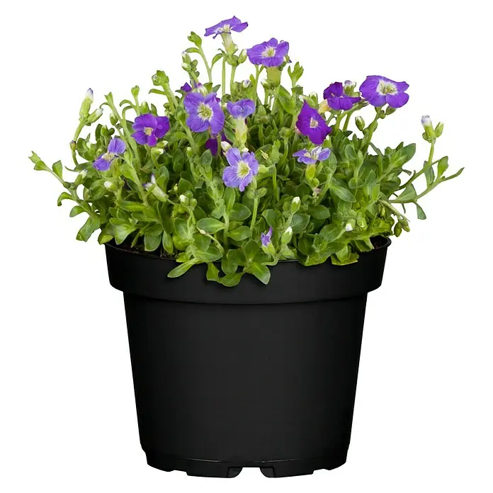 Piardino Blaukissen - Aubrieta x cultorum, Violett, Topfgröße: 13 cm - Eine Aubrieta Pflanze mit lila Blüten in einem schwarzen Topf.