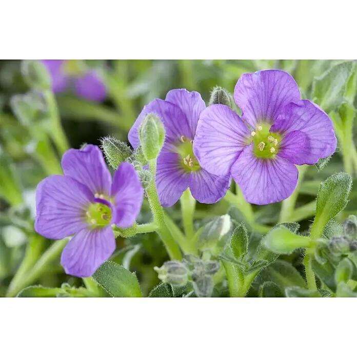 Piardino Blaukissen - Aubrieta x cultorum, Violett, Topfgröße: 13 cm - Stimmungsaufnahme